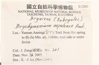 那霸短月蘚藏品圖，第2張