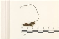 登錄號:B00012466藏品圖，第1張