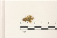 登錄號:B00012468藏品圖，第1張