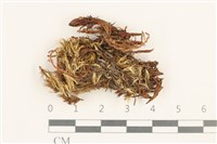 登錄號:B00012472藏品圖，第1張