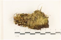 登錄號:B00012473藏品圖，第1張