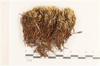 登錄號:B00012475藏品圖，第1張