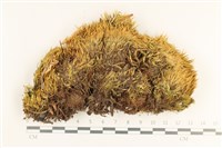 登錄號:B00012479藏品圖，第1張