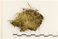 登錄號:B00012482藏品圖，第1張