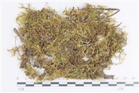 登錄號:B00012559藏品圖，第1張