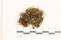 登錄號:B00012592藏品圖，第1張