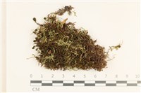 登錄號:B00012593藏品圖，第1張