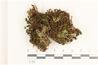 登錄號:B00012595藏品圖，第1張