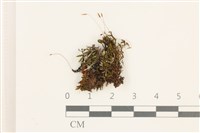 登錄號:B00012619藏品圖，第1張