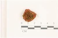 登錄號:B00012620藏品圖，第1張