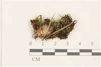 登錄號:B00012621藏品圖，第1張