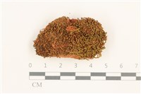 登錄號:B00012687藏品圖，第1張