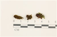 登錄號:B00012693藏品圖，第1張