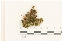 登錄號:B00012725藏品圖，第1張