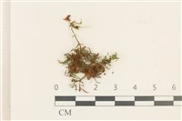 登錄號:B00012726藏品圖，第1張