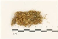 登錄號:B00012727藏品圖，第1張