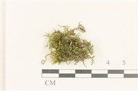 登錄號:B00012728藏品圖，第1張