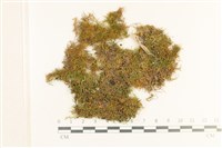 登錄號:B00012729藏品圖，第1張