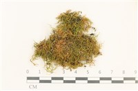 登錄號:B00012730藏品圖，第1張