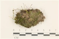 登錄號:B00012771藏品圖，第1張