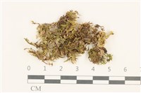 登錄號:B00012774藏品圖，第1張