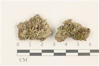 登錄號:B00012781藏品圖，第1張