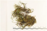 登錄號:B00012826藏品圖，第1張