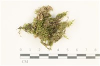 登錄號:B00012827藏品圖，第1張