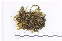 登錄號:B00012828藏品圖，第1張