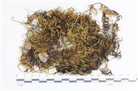 登錄號:B00012830藏品圖，第1張