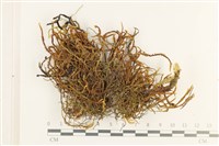 登錄號:B00012831藏品圖，第1張