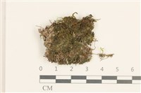 登錄號:B00012832藏品圖，第1張