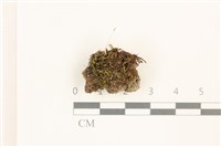 登錄號:B00012836藏品圖，第1張