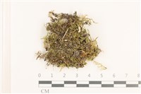 登錄號:B00012837藏品圖，第1張