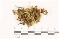 登錄號:B00012838藏品圖，第1張