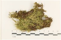 登錄號:B00012839藏品圖，第1張