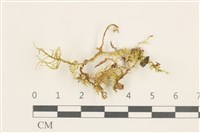 登錄號:B00012842藏品圖，第1張