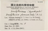 羽枝青蘚藏品圖，第2張