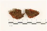 登錄號:B00012930藏品圖，第1張