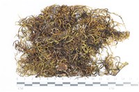 登錄號:B00012937藏品圖，第1張