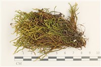 Accession Number:B00012938 Collection Image, Figure 1, Total 2 Figures
