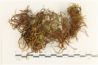 登錄號:B00012939藏品圖，第1張