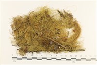 登錄號:B00012941藏品圖，第1張