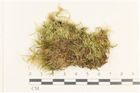 登錄號:B00012943藏品圖，第1張