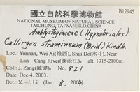 草黃濕原蘚藏品圖，第2張