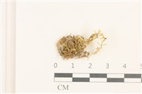 登錄號:B00012946藏品圖，第1張