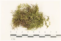 登錄號:B00012979藏品圖，第1張