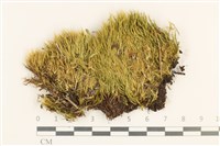 登錄號:B00012980藏品圖，第1張