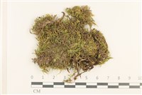 登錄號:B00012992藏品圖，第1張