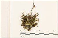 登錄號:B00012998藏品圖，第1張